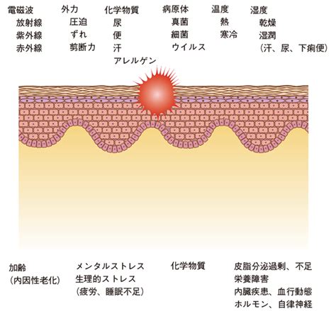 健康的皮膚|Q1 健康な皮膚とはどんな皮膚？ : Part1 健康な皮膚と。